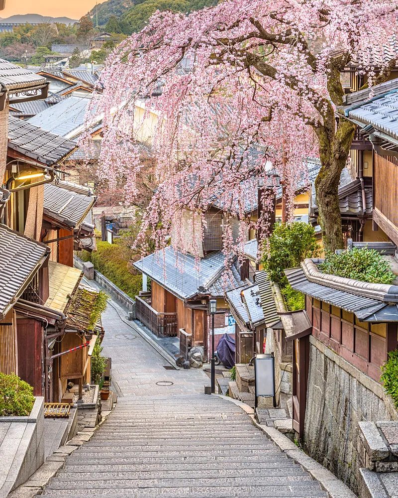 A traditional street in Japan under cherry blossom